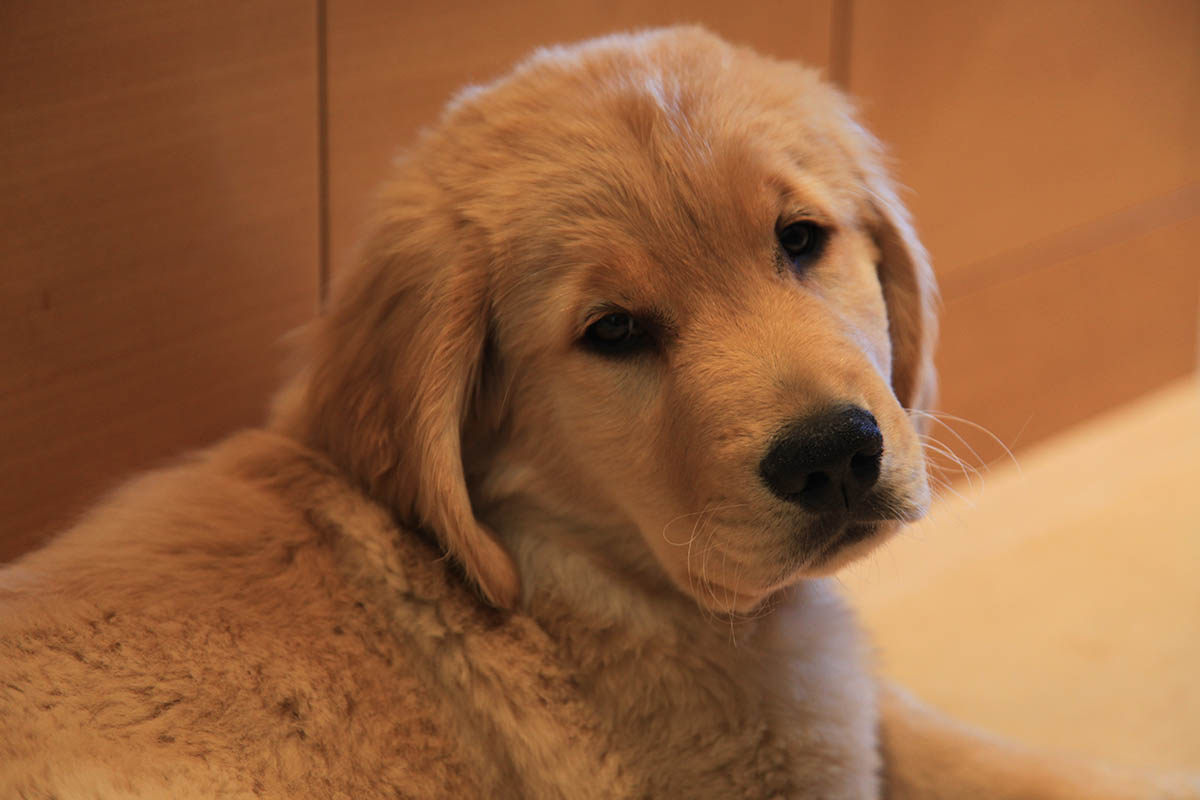 Calvin as puppy, looking behind himself