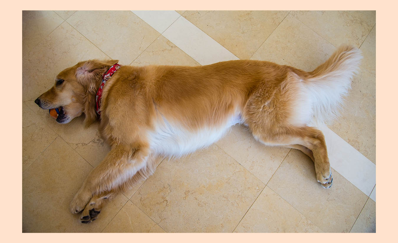 Sprawled on floor chewing a ball