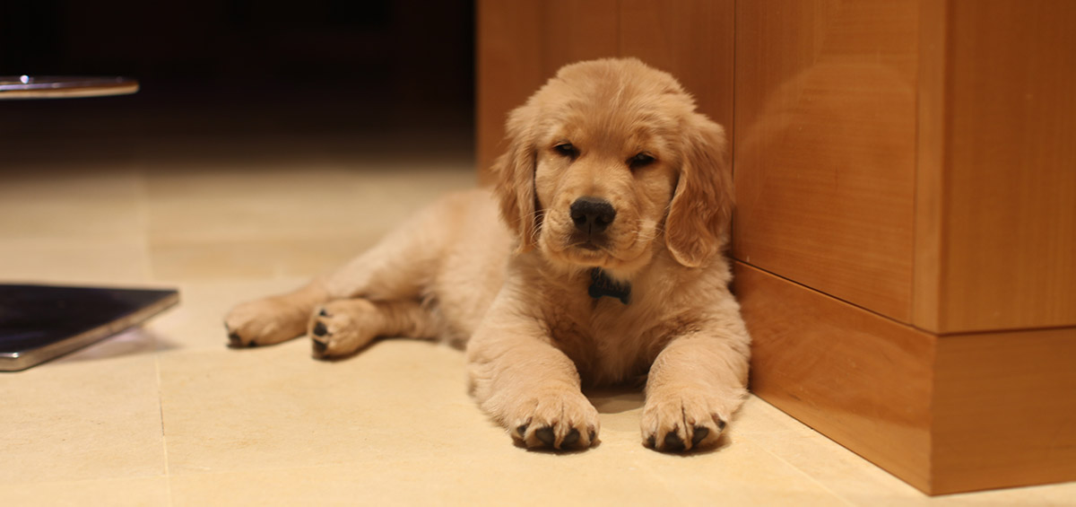 Calvin resting under the kitchen island